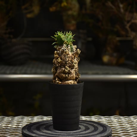 Euphorbia mlanjeana　ユーフォルビア ムランジーナ 発根済現地株 I44