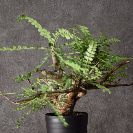 Boswellia neglecta　ボスウェリア ネグレクタ　発根済現地株　#6