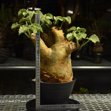 Cyphostemma uter var. macropus　キフォステンマ ウター マクロプス 発根済現地株 I57