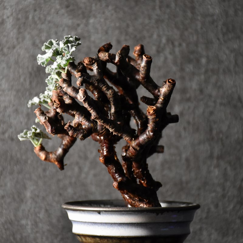 Pelargonium mirabile ペラルゴニウム ミラビレ 発根済現地株 #1 | B