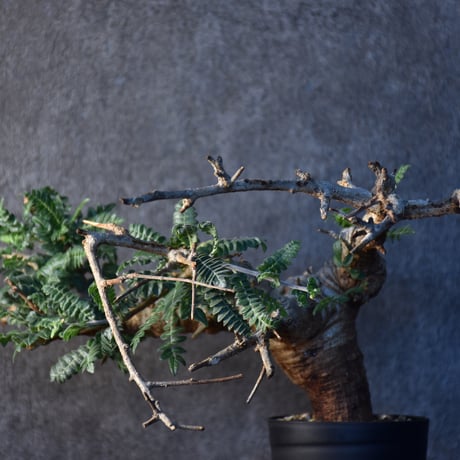Boswellia neglecta　ボスウェリア ネグレクタ　発根済現地株　#3