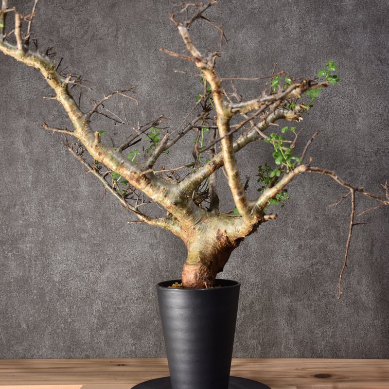 Commiphora cyclophira コミフォラ シクロフィラ 発根済現地株