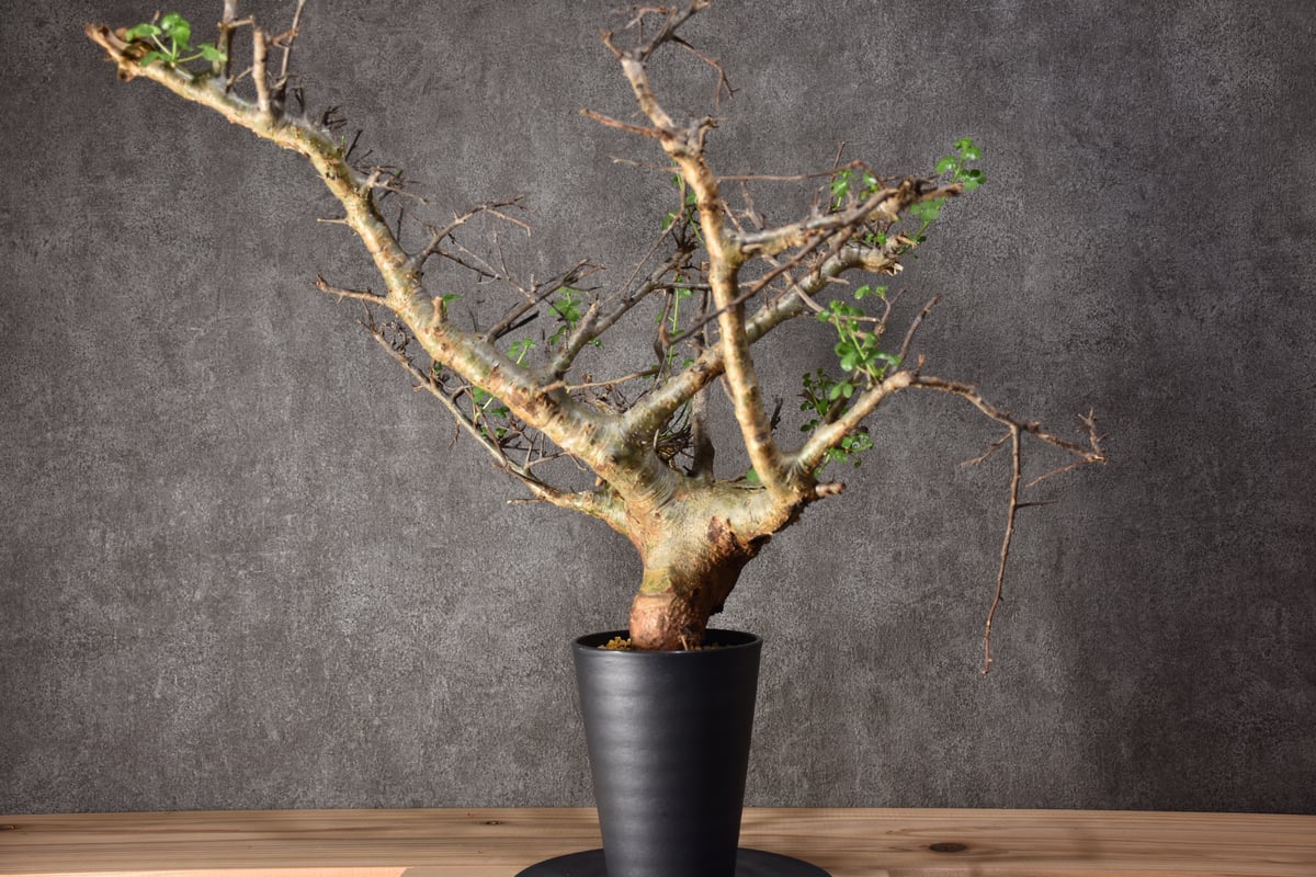 Commiphora cyclophira コミフォラ シクロフィラ 発根済現地株