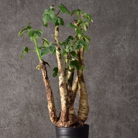 Jatropha spicata ヤトロファ スピカータ 発根済現地株 #10