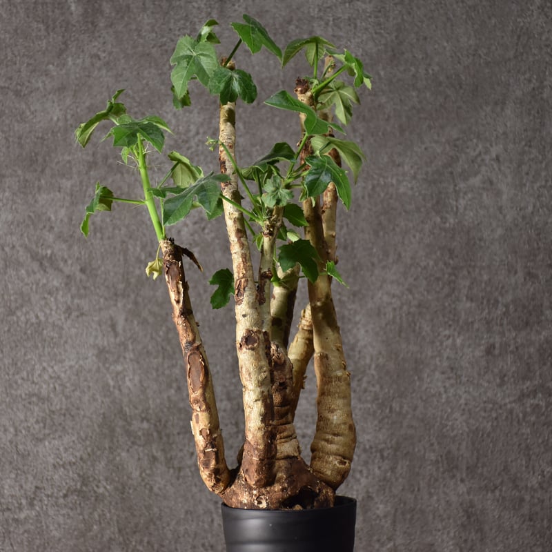Jatropha spicata ヤトロファ スピカータ 発根済現地株 #10 | BONDEX