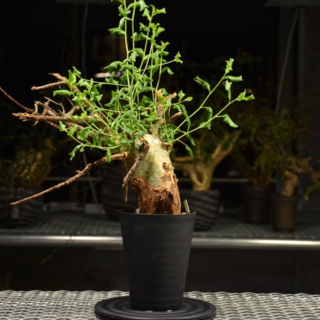 Commiphora glaucescens　コミフォラ グラウケスケンス　発根済現地株　F30