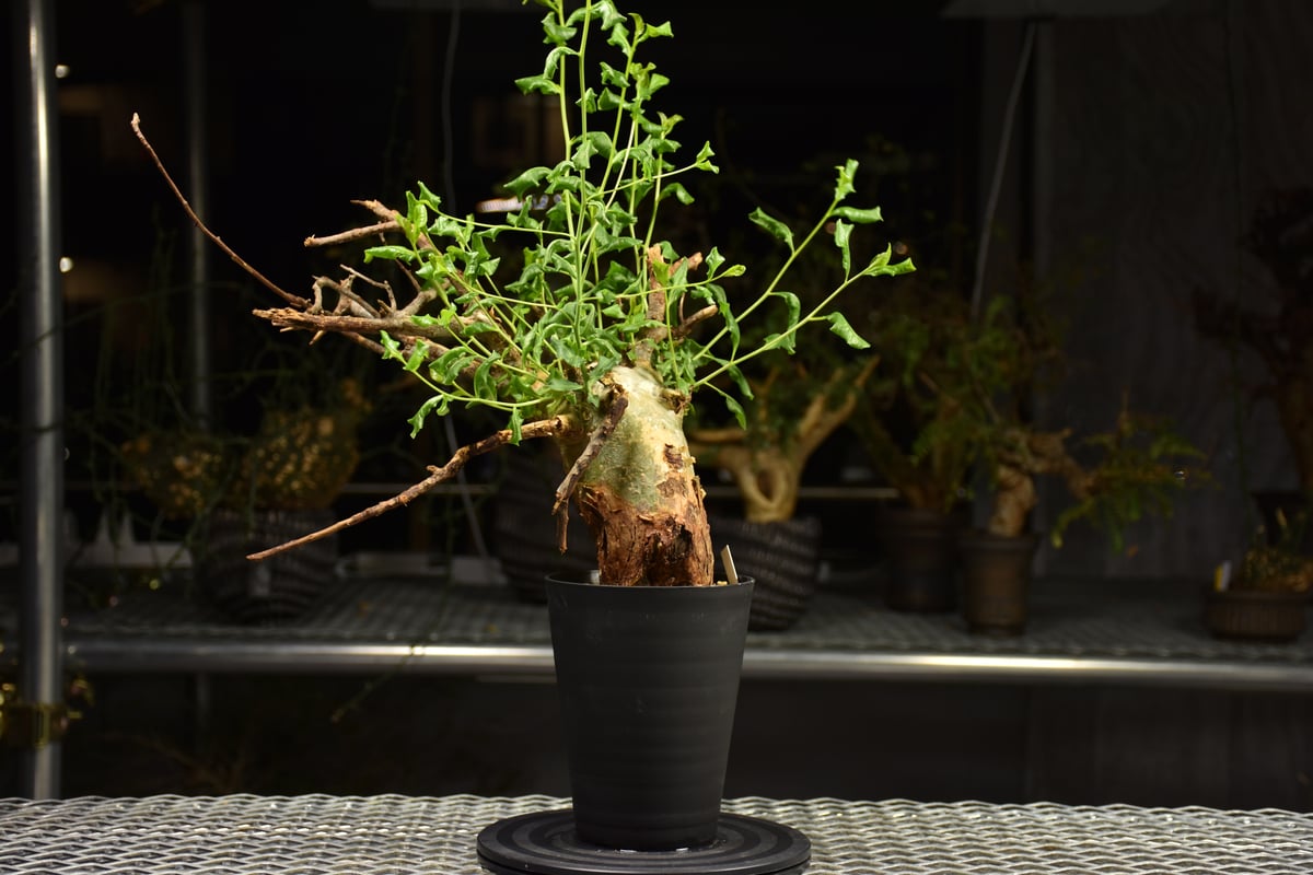 Commiphora glaucescens コミフォラ グラウケスケンス 発根済現地株 F3