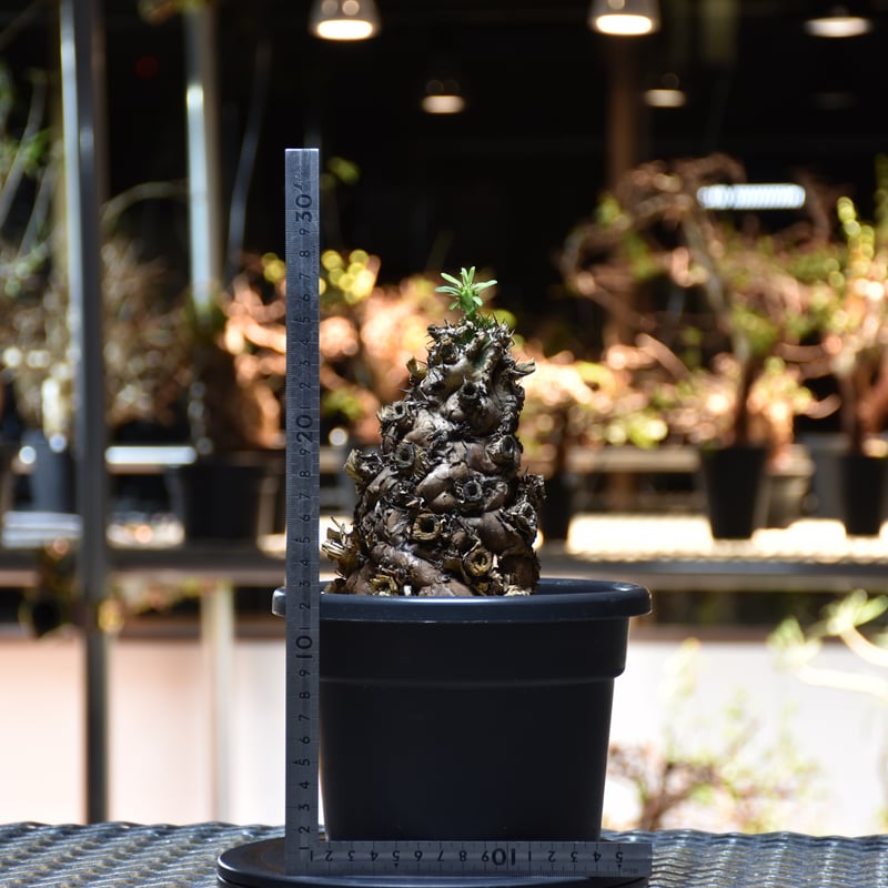 Euphorbia mlanjeana ユーフォルビア ムランジーナ 発根済現地株 Euphorbia mlanjeana ユーフォルビア ムランジーナ 発根済現地株
