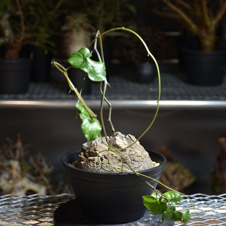 Dioscorea elephantipes ディオスコレア エレファンティペス アフリカ亀甲竜 発根済現地株 1