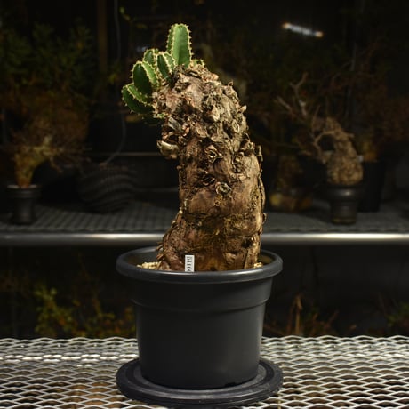 Euphorbia mlanjeana　ユーフォルビア ムランジーナ 発根済現地株 I45