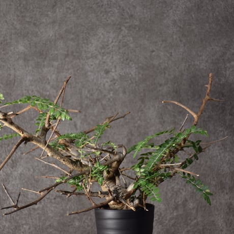 Boswellia neglecta　ボスウェリア ネグレクタ　発根済現地株　#7