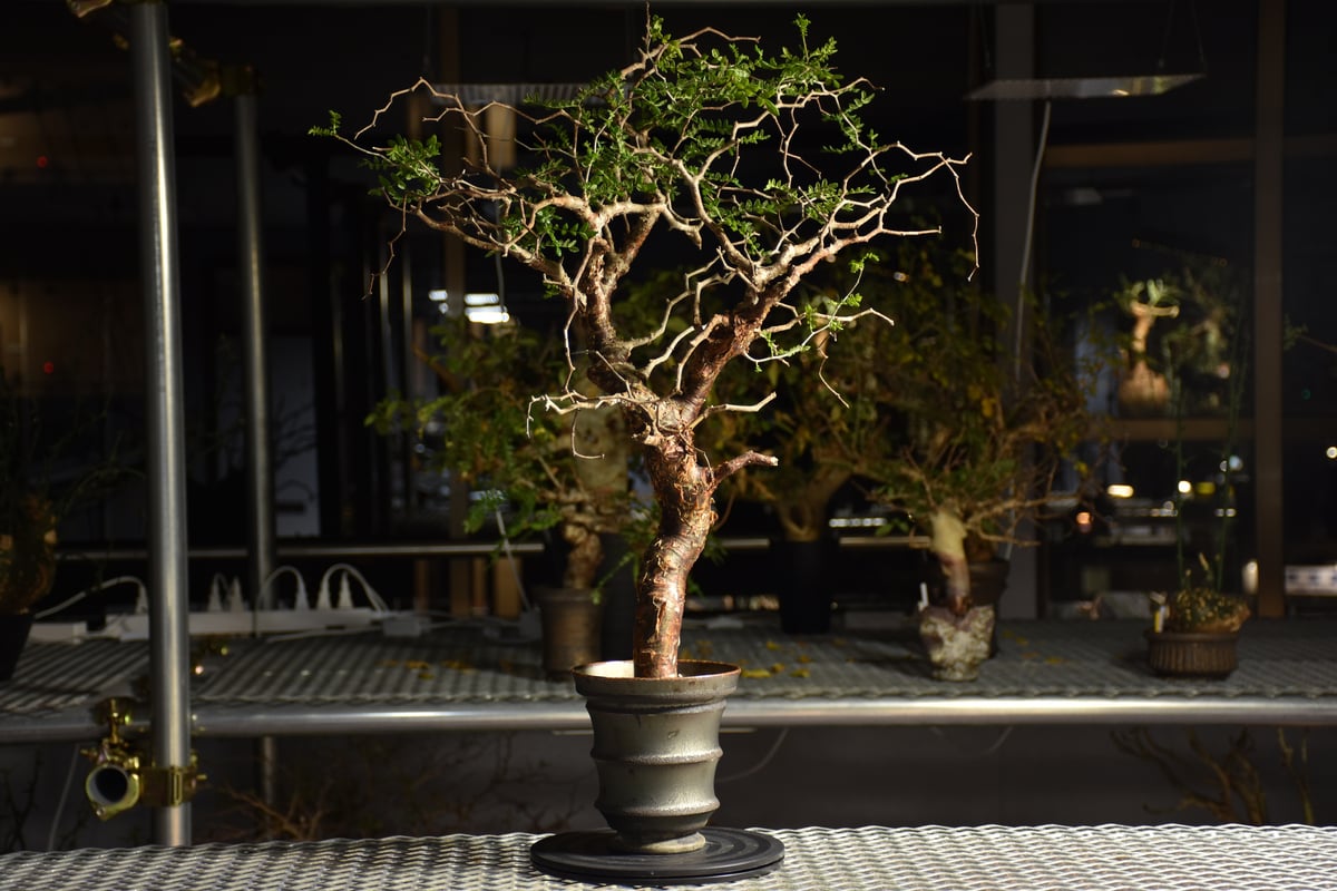 大株 コミフォラ モンストローサ 美株 Yahoo!オークション