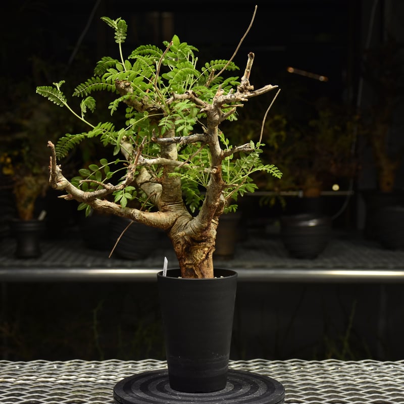Boswellia neglecta ボスウェリア ネグレクタ 発根済現地株 H11 | BO