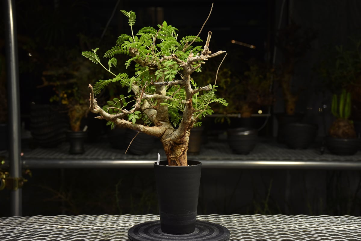 Boswellia neglecta ボスウェリア ネグレクタ 発根済現地株 H11