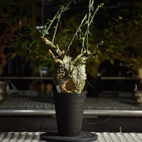 美株 ダブルヘッド アデニア グロボーサ 現地株 発根済 現地球 コーデックス adenia globosa《L size》※現地球発根済株※大変良きぼってり樹形