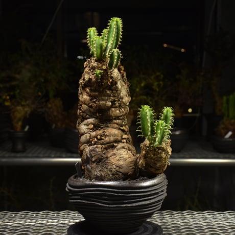 Euphorbia mlanjeana　ユーフォルビア ムランジーナ 発根済現地株 H6