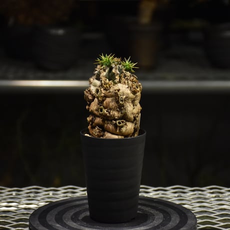 Euphorbia mlanjeana　ユーフォルビア ムランジーナ 発根済現地株 I31