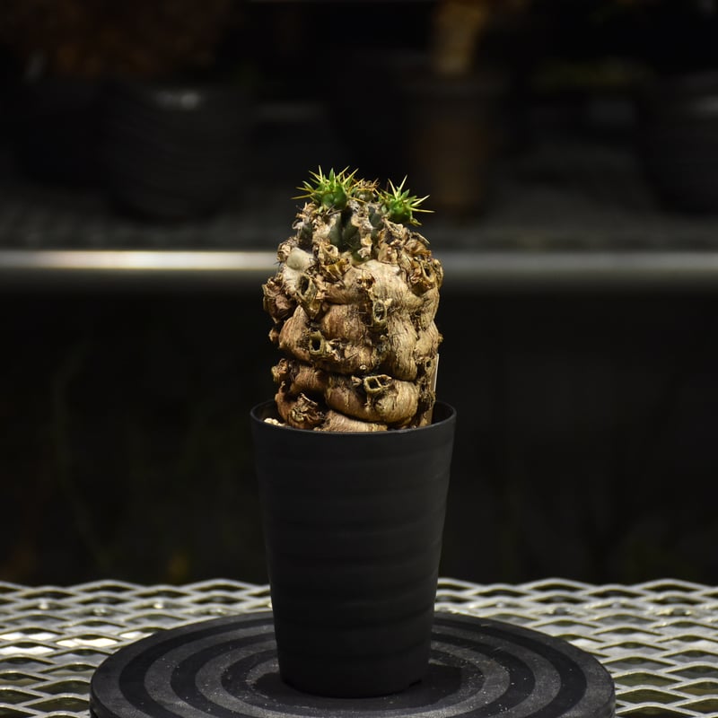 ユーフォルビア　ムランジーナ　発根済　大株 Euphorbia mlanjeana ユーフォルビア ムランジーナ 発根済現地株