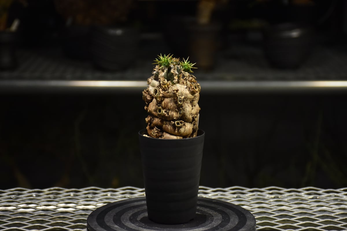 o*o様 ユーフォルビア ムランジーナ 現地球 発根済 超大株 芽吹多数 Euphorbia mlanjeana ユーフォルビア ムランジーナ 発根済現地株 I31 |