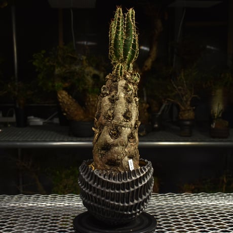 Euphorbia mlanjeana　ユーフォルビア ムランジーナ 発根済現地株 I81