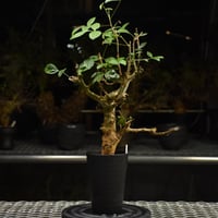 Pachypodium namaquanum パキポディウム ナマクアナム 発根済現地株 #1