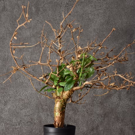 Commiphora habessinica コミフォラ ハベシニカ 発根済現地株 #3