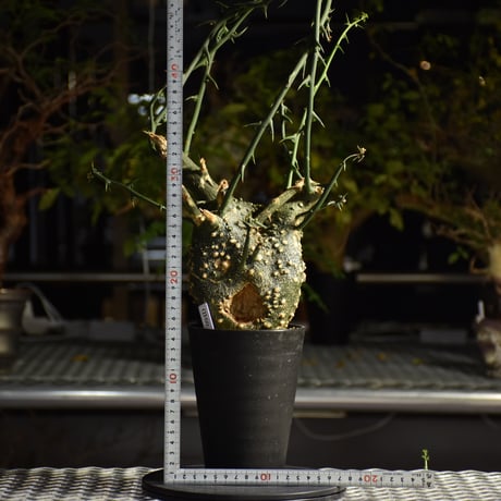Adenia grobosa アデニア グロボーサ 発根済現地株 D26