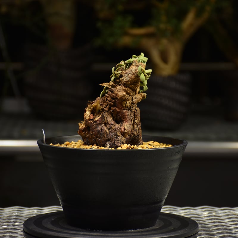 大株❗ケラリアピグマエア 楽天市場】コーデックス：ケラリア ピグマエア 大株 発根済*葉幅