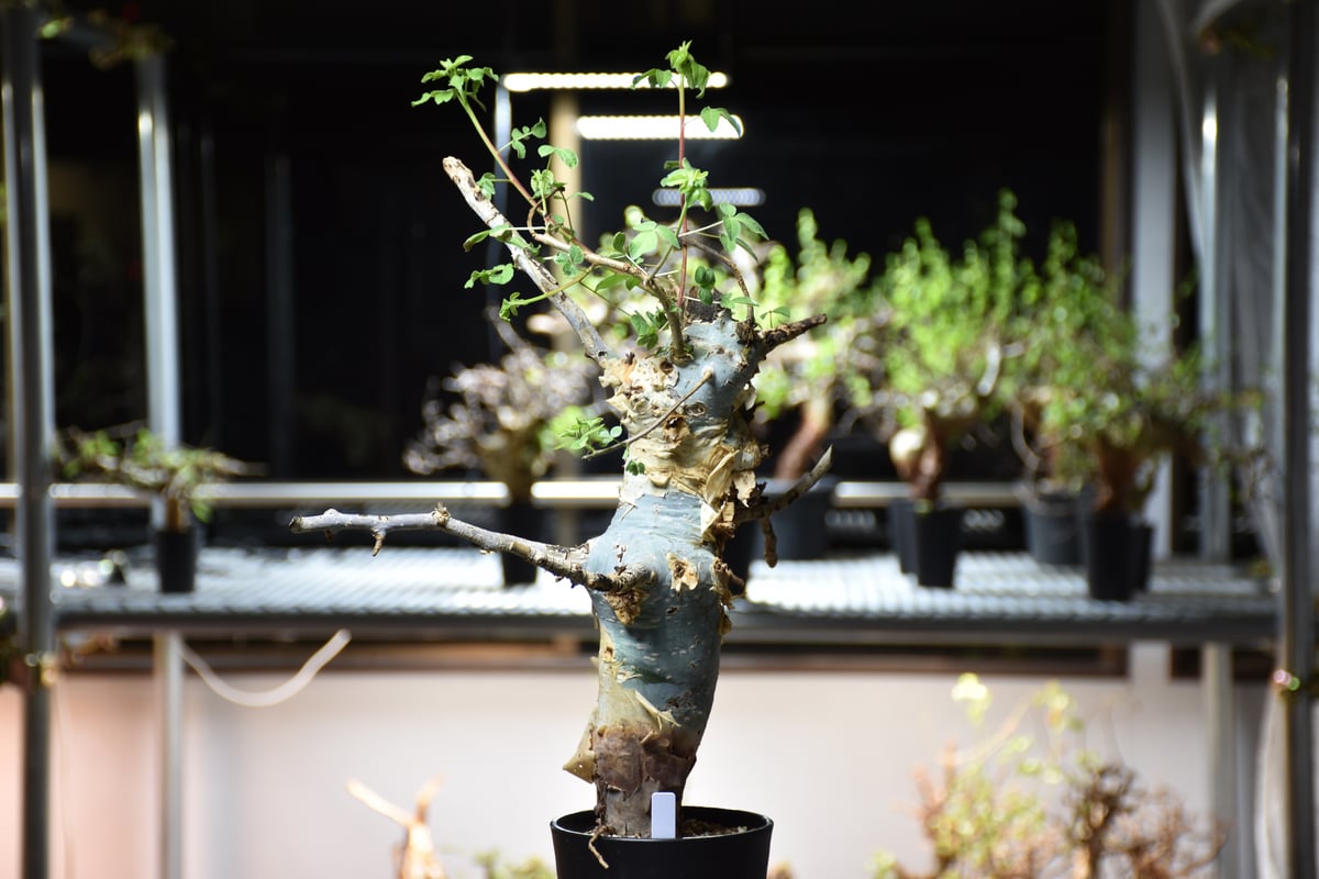 Commiphora holtziana コミフォラ ホルトジアナ 発根済現地株 #9