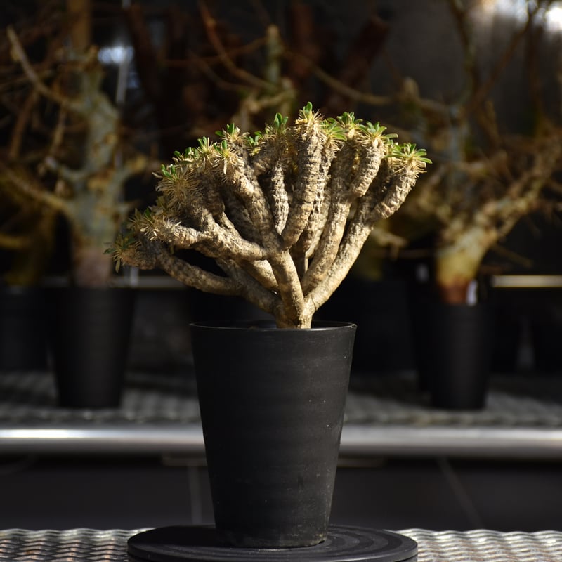 【発根済】ユーフォルビア　ギラウミニアナ ユーフォルビアギラウミニアナ | STORES