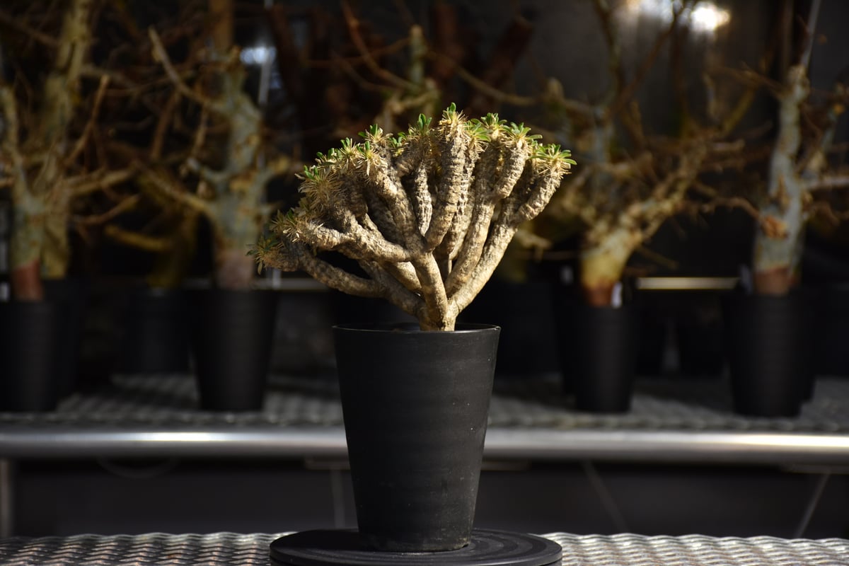 Euphorbia guillauminiana ユーフォルビア ギラウミニアナ 発根済現地株