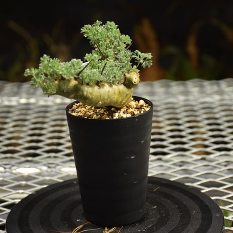 Monsonia herrei　モンソニア ヘレー　発根済現地株 6Bb9