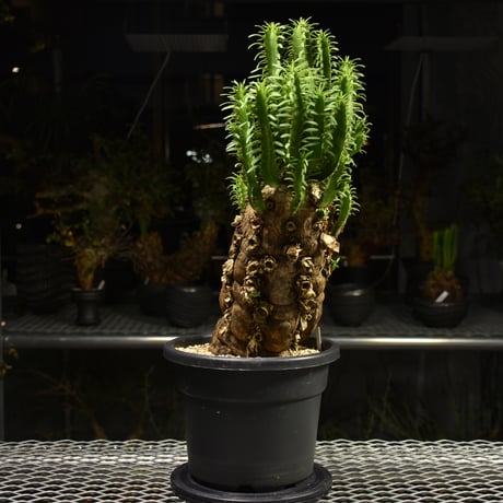 Euphorbia mlanjeana　ユーフォルビア ムランジーナ 発根済現地株 H5