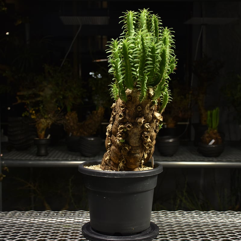 Euphorbia mlanjeana ユーフォルビア ムランジーナ 発根済現地株 H5 |