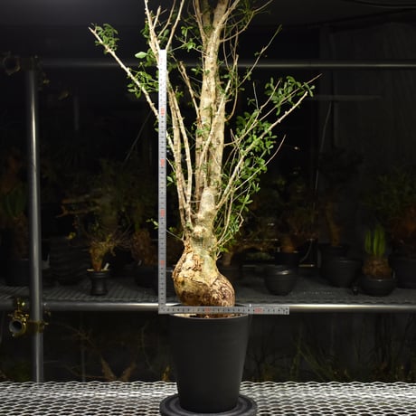 Commiphora humbertii コミフォラ フンベルティ 発根済現地株 I10 送料着払にて発送