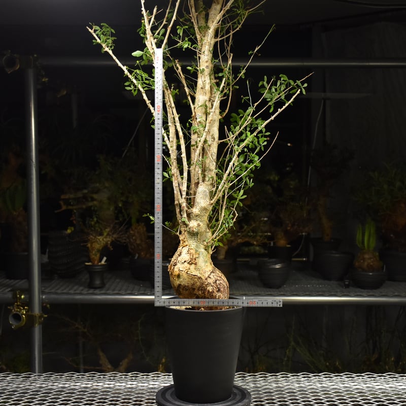 Commiphora humbertii コミフォラ フンベルティ 発根済現地株 I10 送料