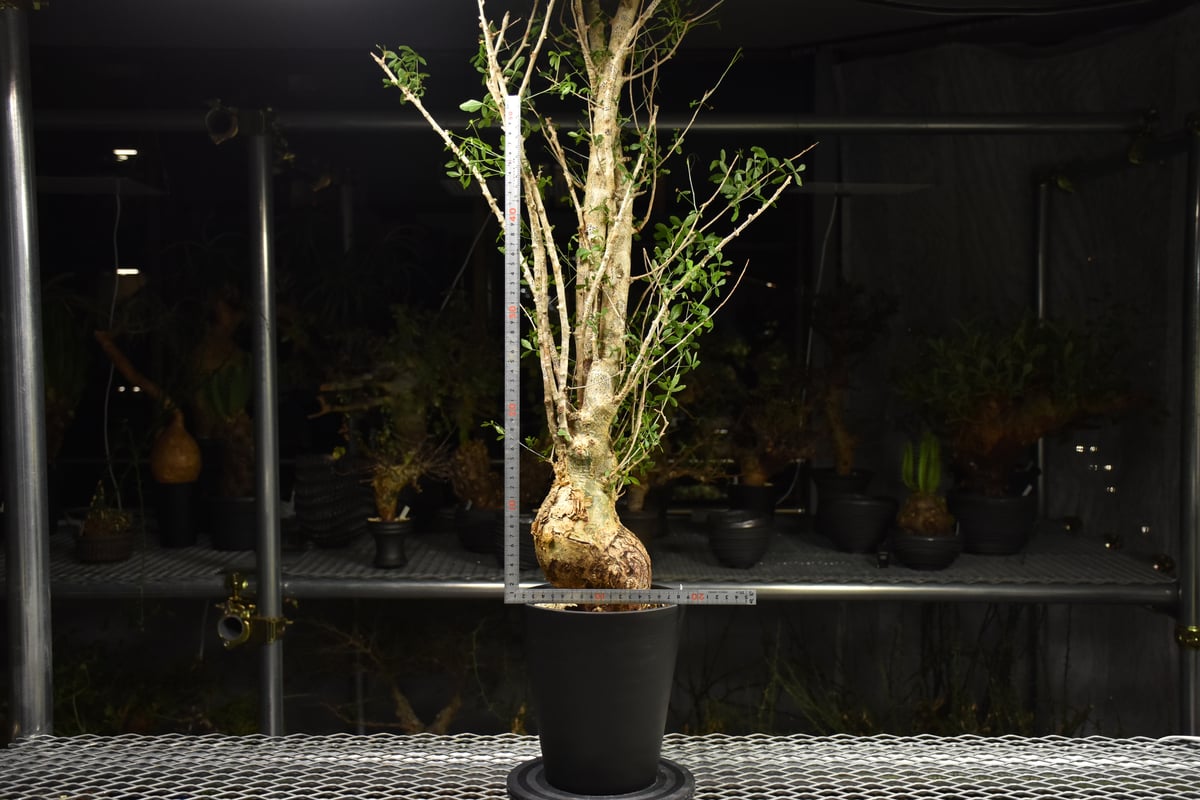 Commiphora humbertii コミフォラ フンベルティ 発根済現地株 I10 送料