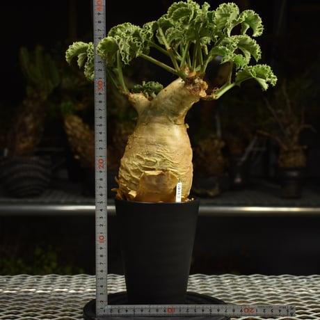 Cyphostemma uter var. macropus　キフォステンマ ウター マクロプス 発根済現地株 I56