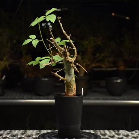 Commiphora holtziana コミフォラ ホルトジアナ 発根済現地株 H10