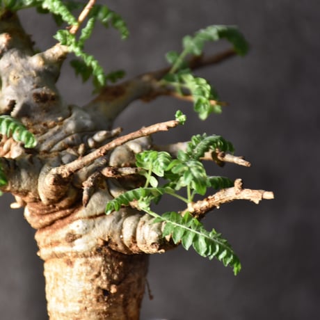 Boswellia neglecta　ボスウェリア ネグレクタ　発根済現地株　#1