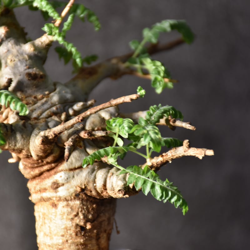 Boswellia neglecta ボスウェリア ネグレクタ 発根済現地株 #1