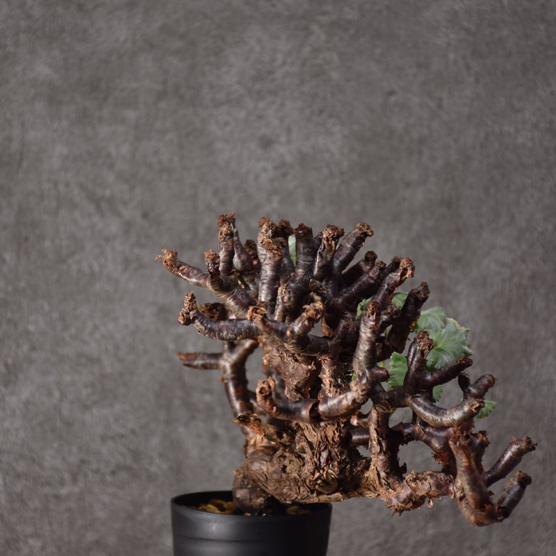 ペラルゴニウム　ミラビレ　鉢植え発送 ペラルゴニウム ミラビレ 発根済 鉢植え発送 【公式通販】