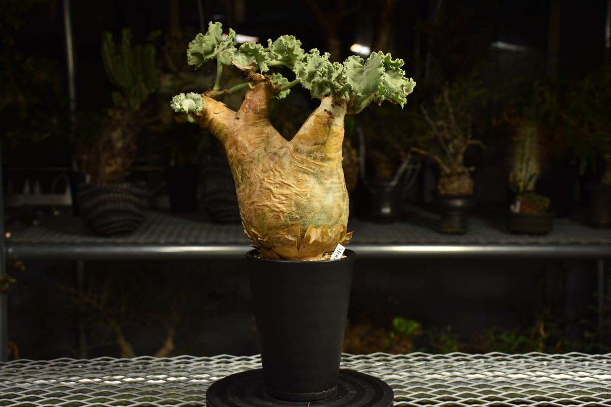 Cyphostemma uter var. macropus キフォステンマ ウター マクロプ