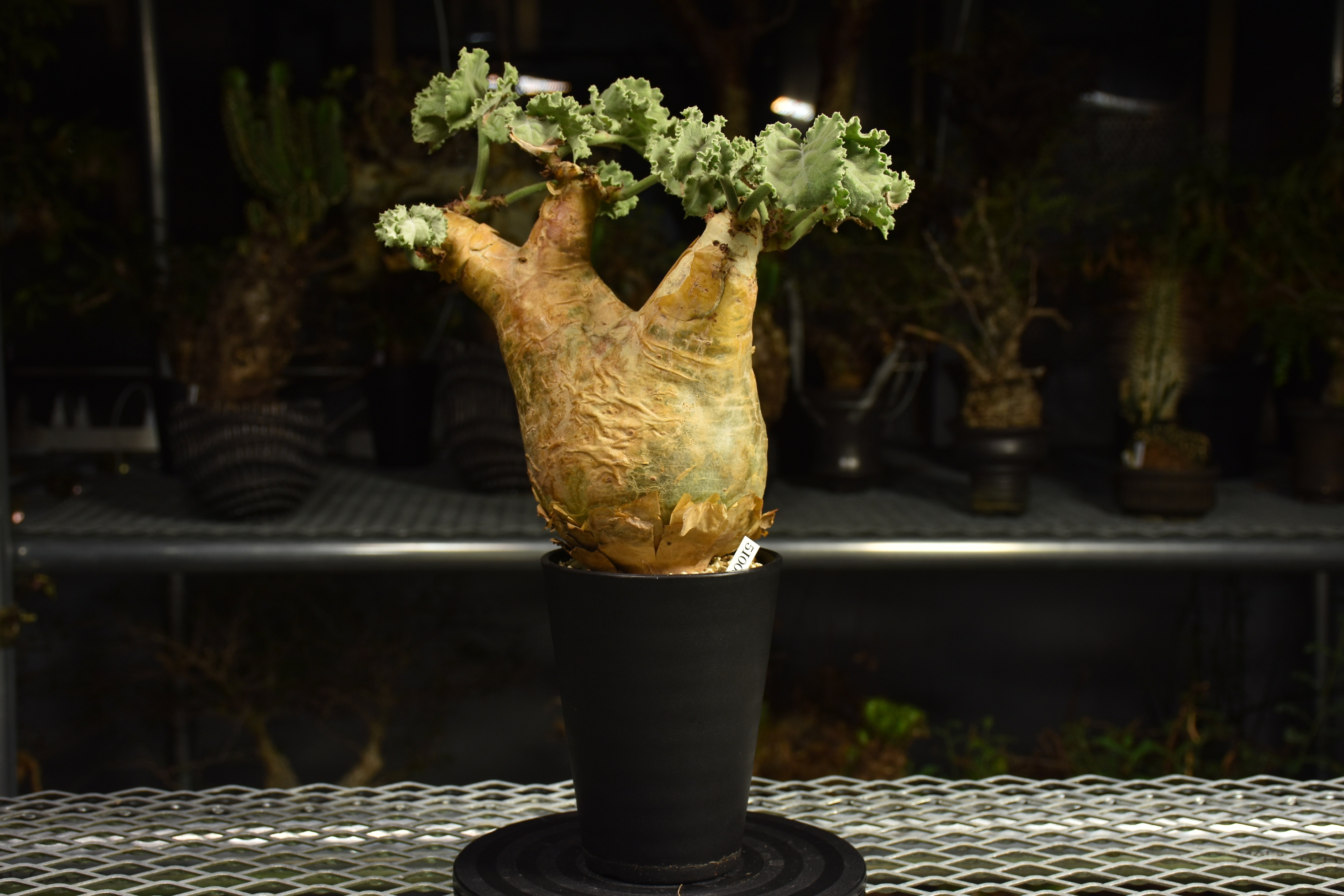 Cyphostemma uter var. macropus キフォステンマ ウター マクロプ