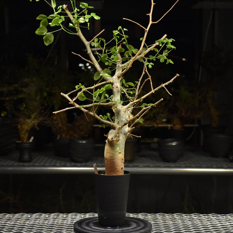 コミフォラ ホルトジアナ 発根済み Commiphora holtziana コミフォラ