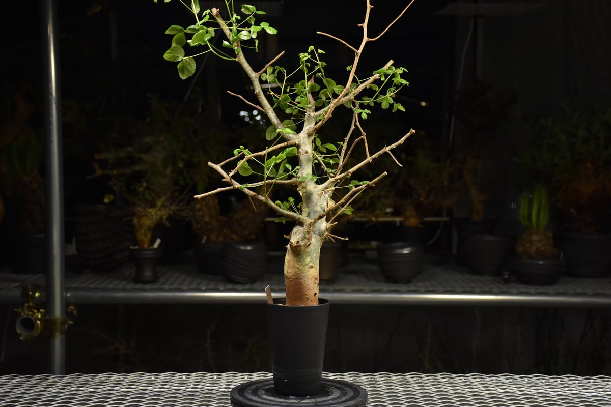 Commiphora holtziana コミフォラ ホルトジアナ 発根済現地株 H28 |
