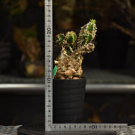 Euphorbia mlanjeana　ユーフォルビア ムランジーナ 発根済現地株 I43