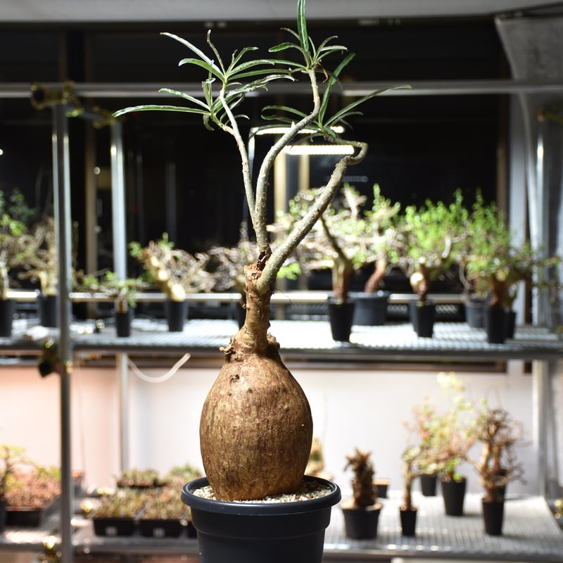 Adenium Somalense アデニウム ソマレンセ 発根済現地株 #6 | BONDEX