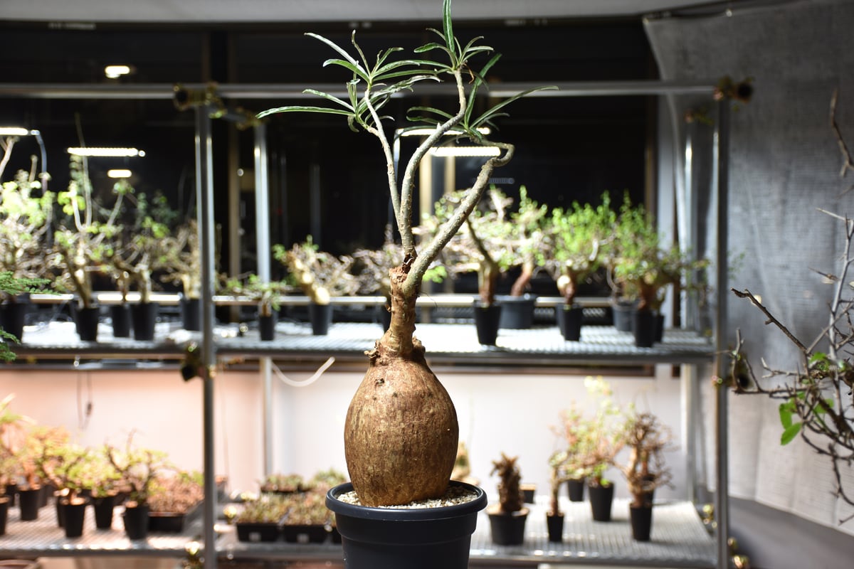Adenium Somalense アデニウム ソマレンセ 発根済現地株 #6 | BONDEX