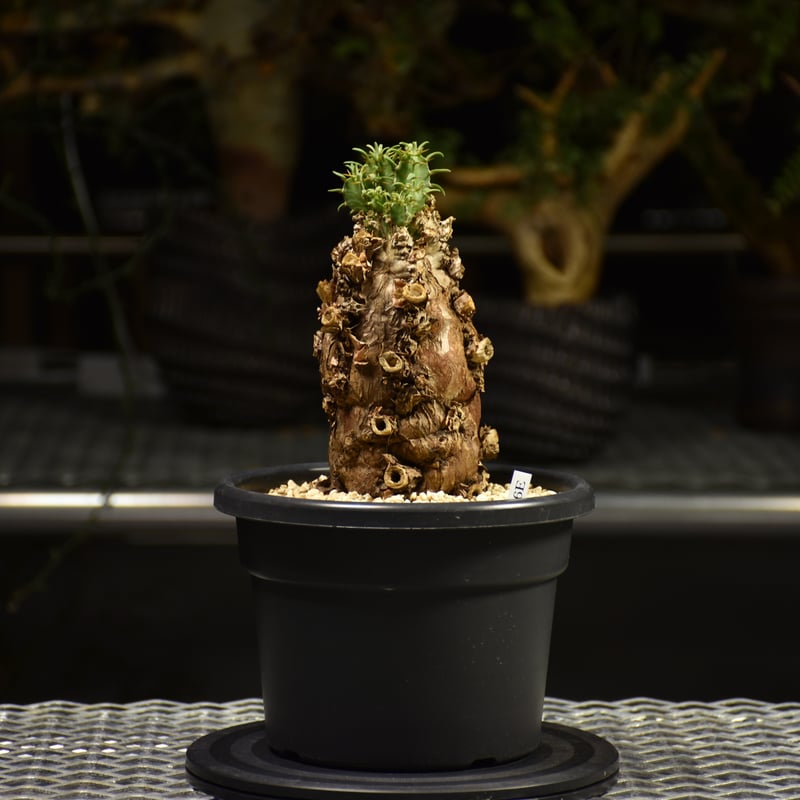 A*S様 ユーフォルビア ムランジーナ 現地球 葉有り 輸入即出品 03EM 現品限り】ユーフォルビア・ムランジーナ 現地株 発根済み 長期